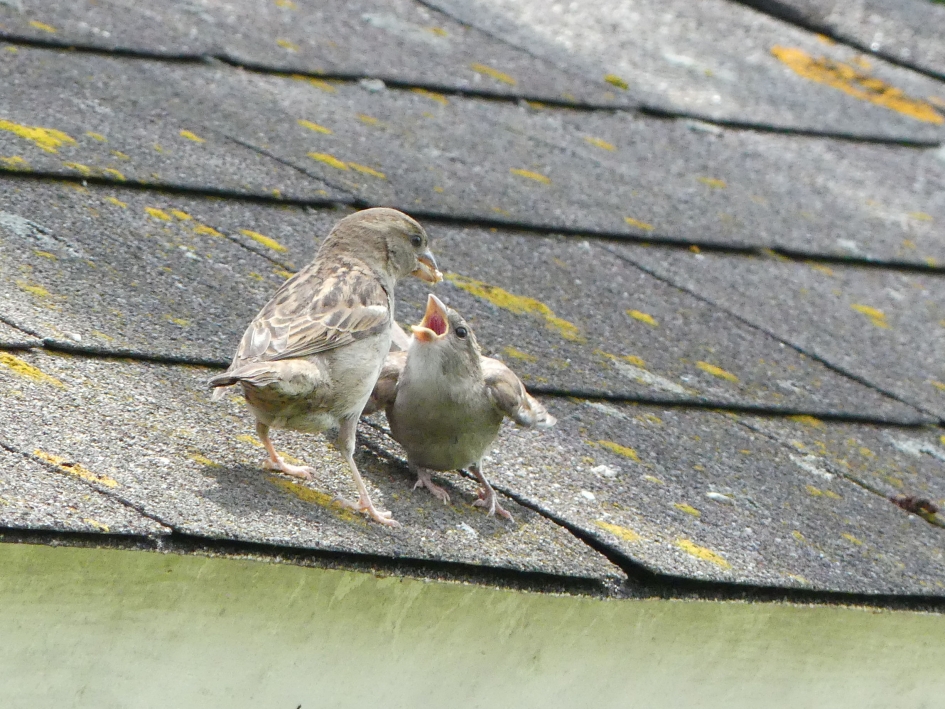 Huismus voedt jong. - Vogels - Huismus