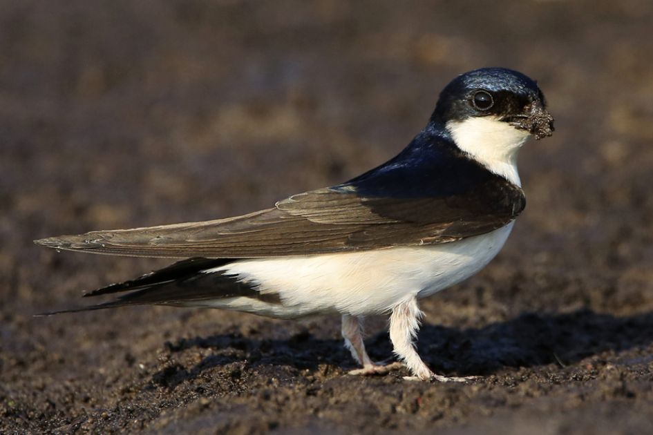 Modder - Vogels - Huiszwaluw