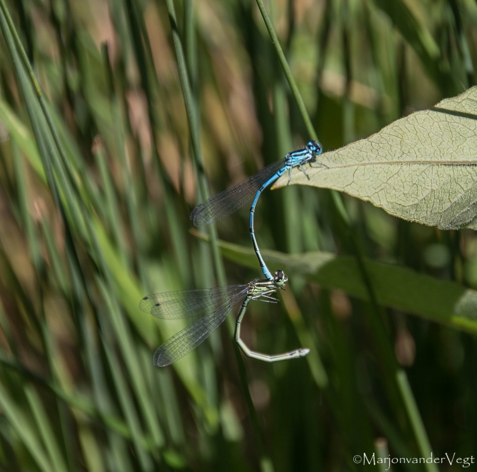 Hulpeloos - Geleedpotigen - waterjuffers