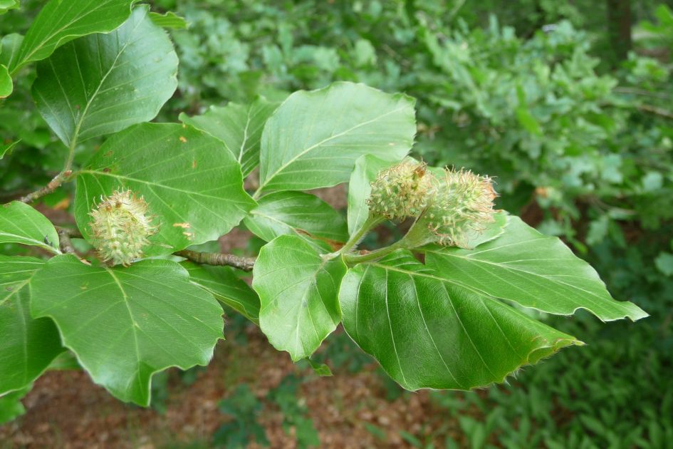 Beukennootjes - Planten - 