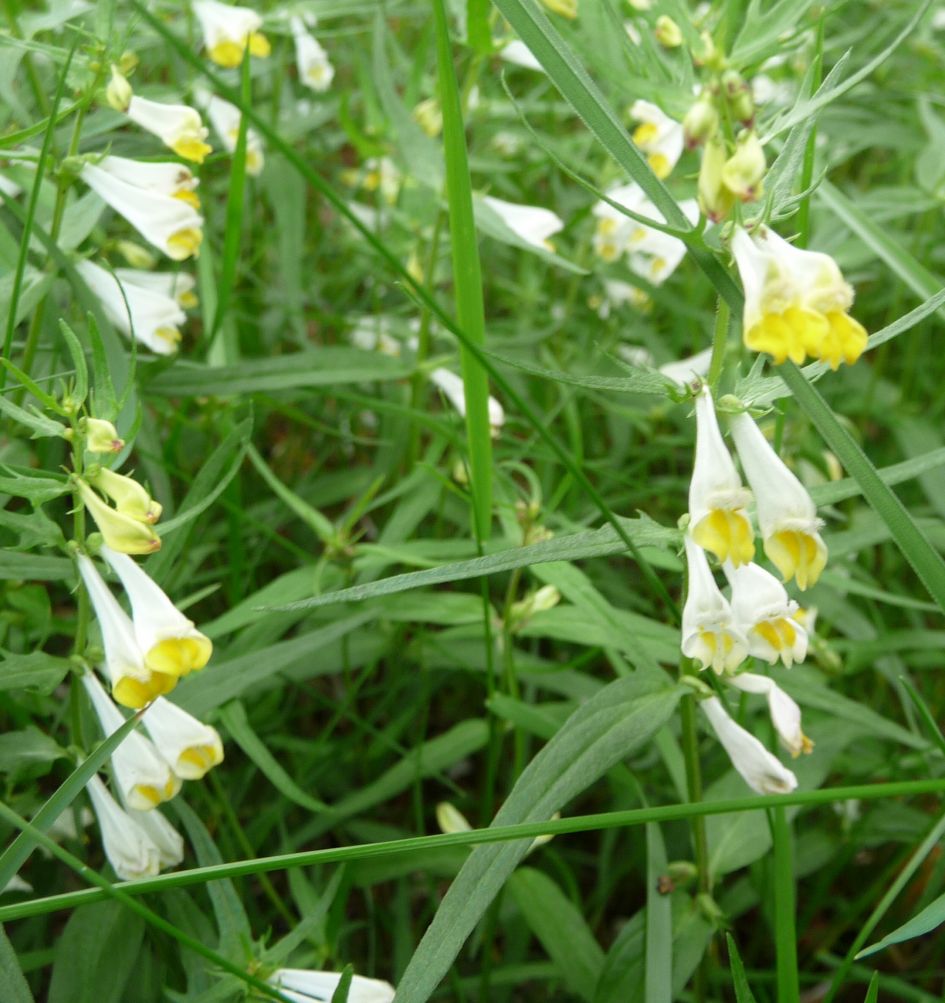 De hengel - Planten - 