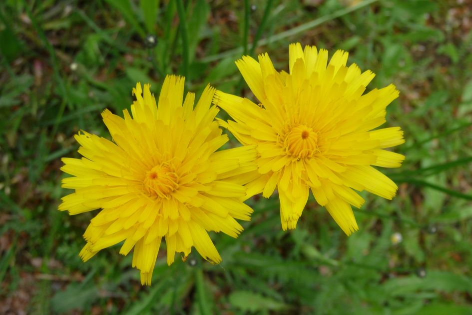 Dubbelgeel - Planten - 