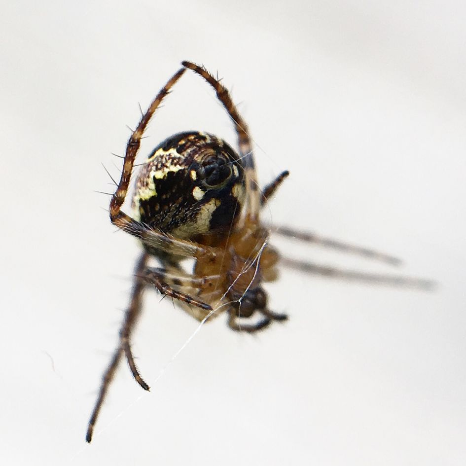 Spin - Geleedpotigen - 