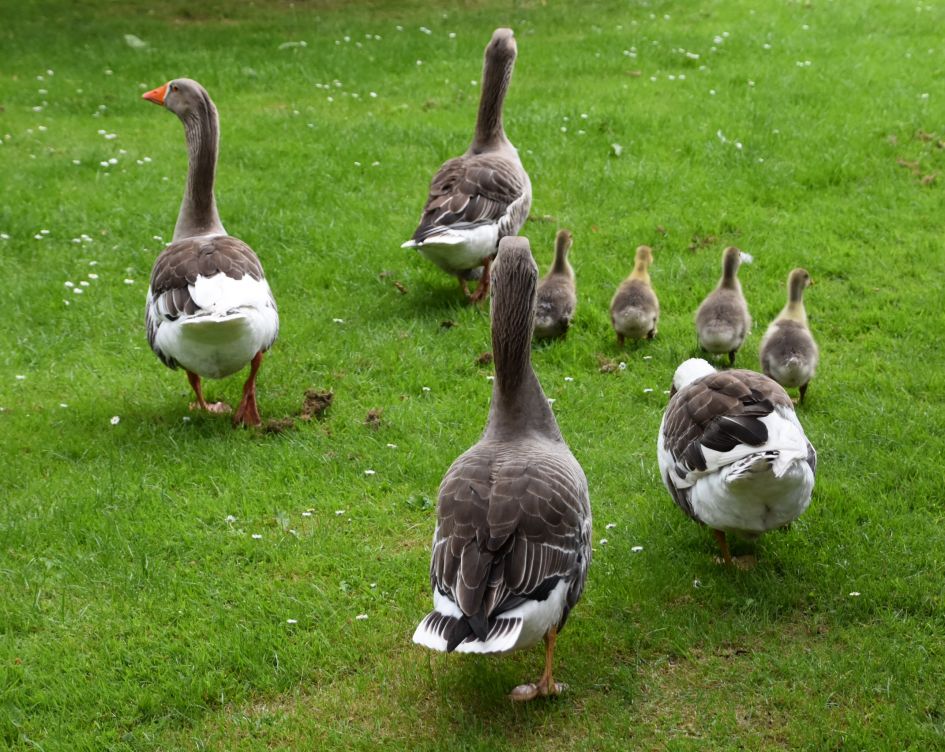 Jonge gansjes - Vogels - 