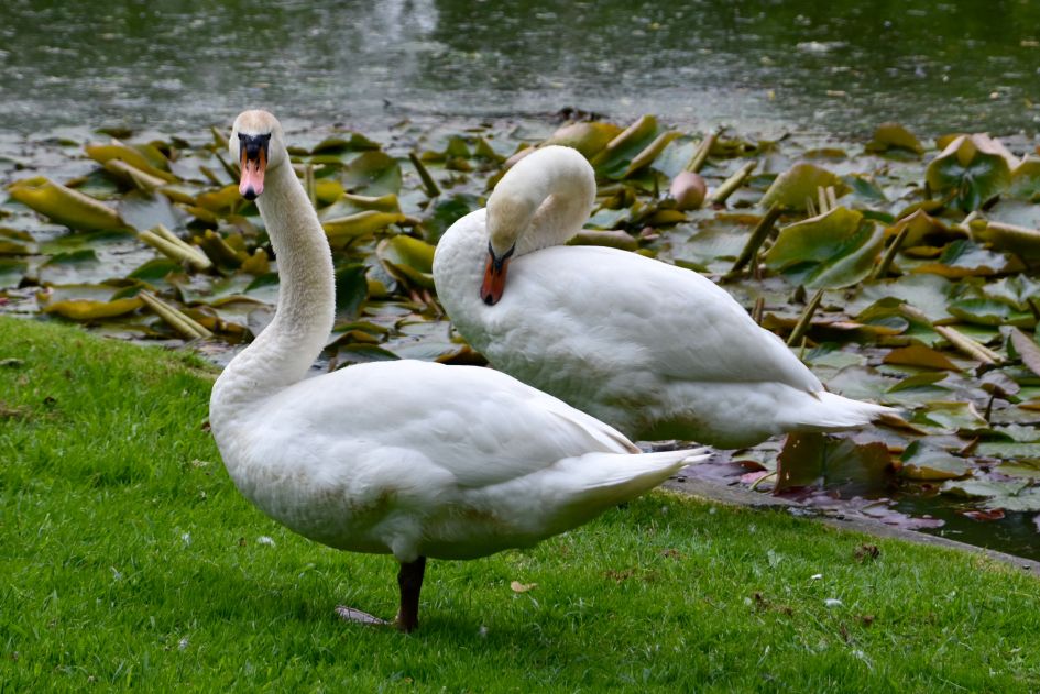 Zwanenpaar - Vogels - 