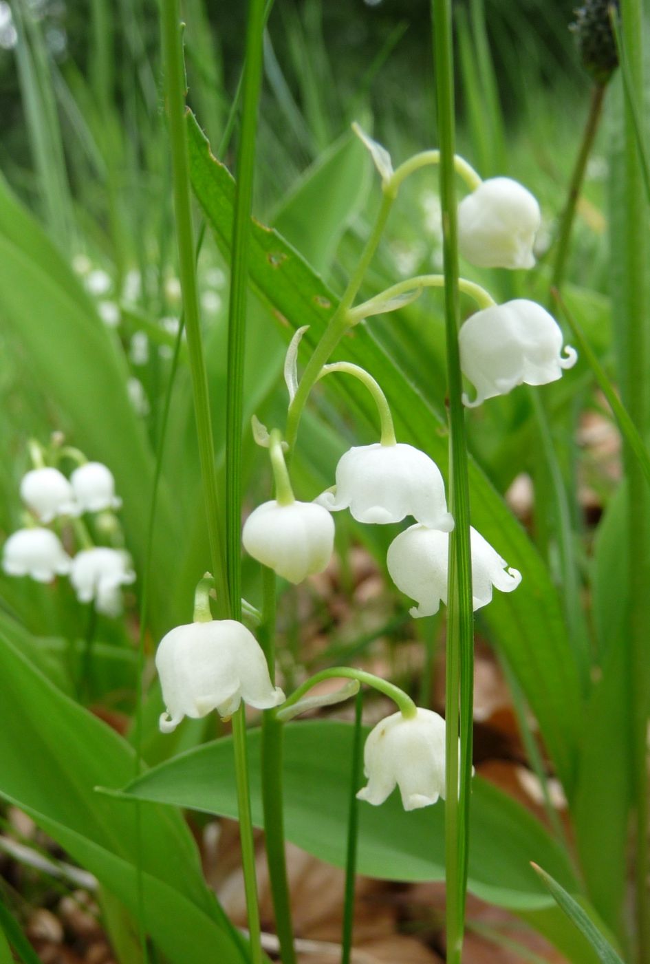 Lelietje-van-dalen - Planten - 