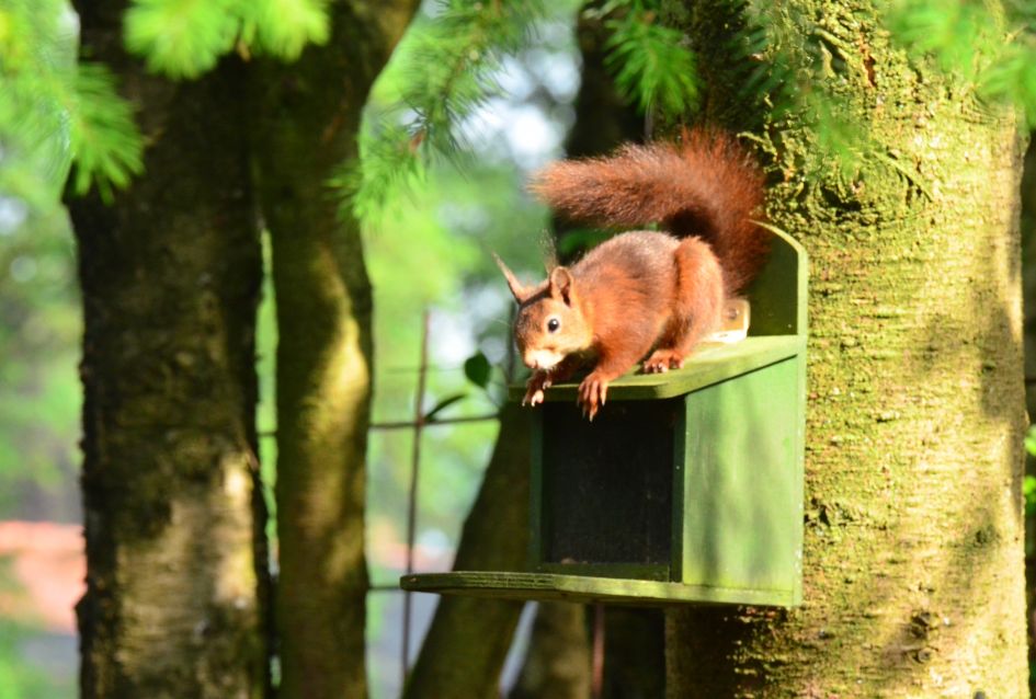 Eekhoorn op voederhuisje. - Zoogdieren - Eekhoorn