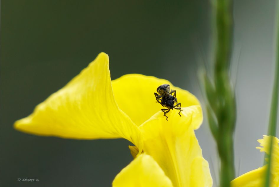 Iissnuitkevers - Geleedpotigen - Lissnuitkever