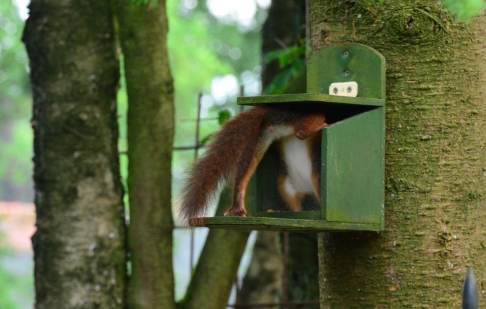 Eekhoorn pakt pinda. - Zoogdieren - Eekhoorn