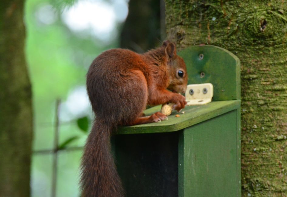 Eekhoorn met pinda. - Zoogdieren - Eekhoorn