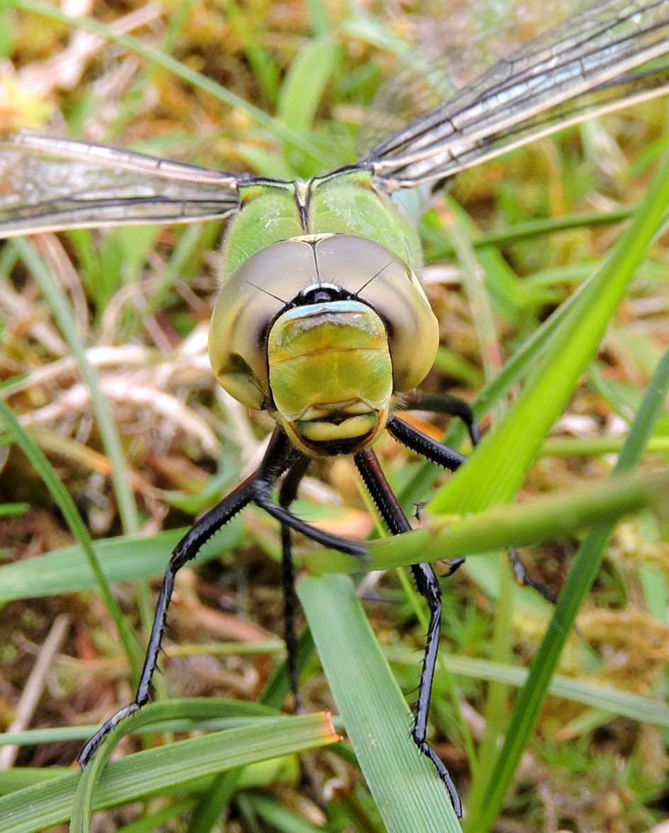 Keizerlijk - Geleedpotigen - Grote keizerlibel