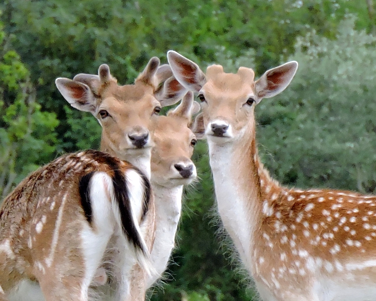 Fluwelen 'horentjes'