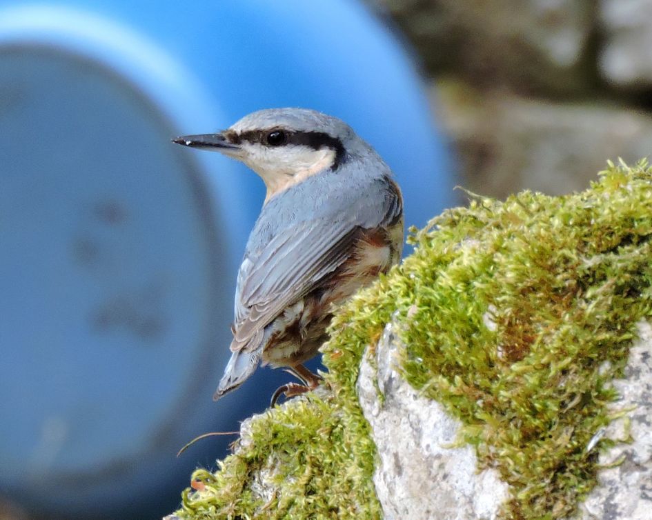 Blauw op blauw - Vogels - Boomklever