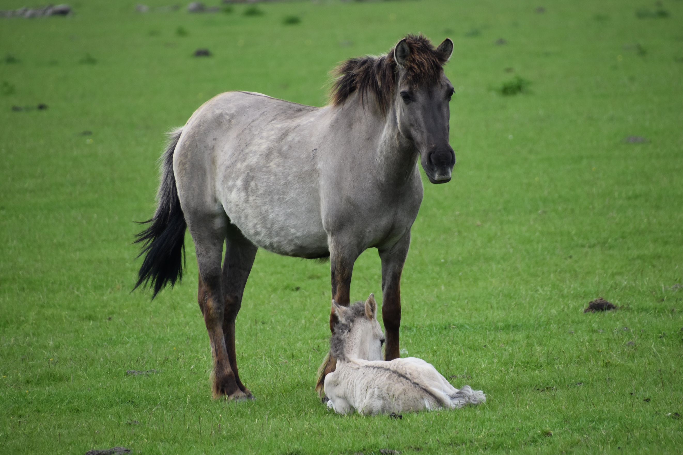 Konikpaard met veulen