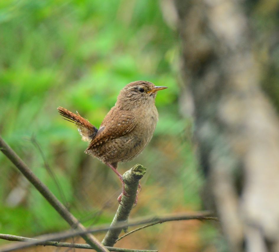 Winterkoninkje - Vogels - Winterkoninkje