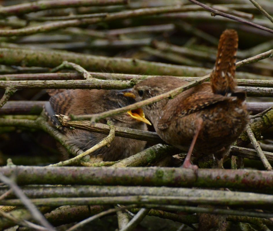 Winterkoninkje met jong - Vogels - Winterkoninkje