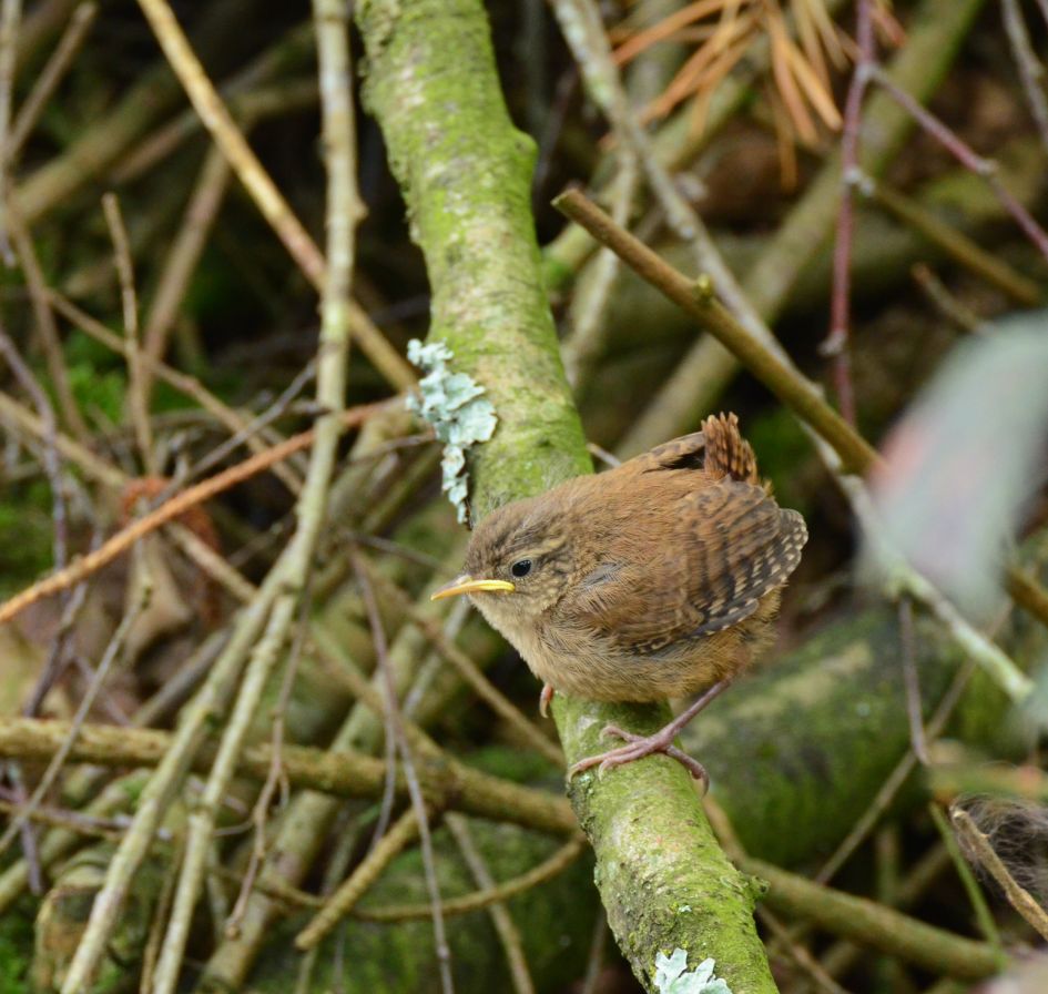 Jong winterkoninkje - Vogels - 