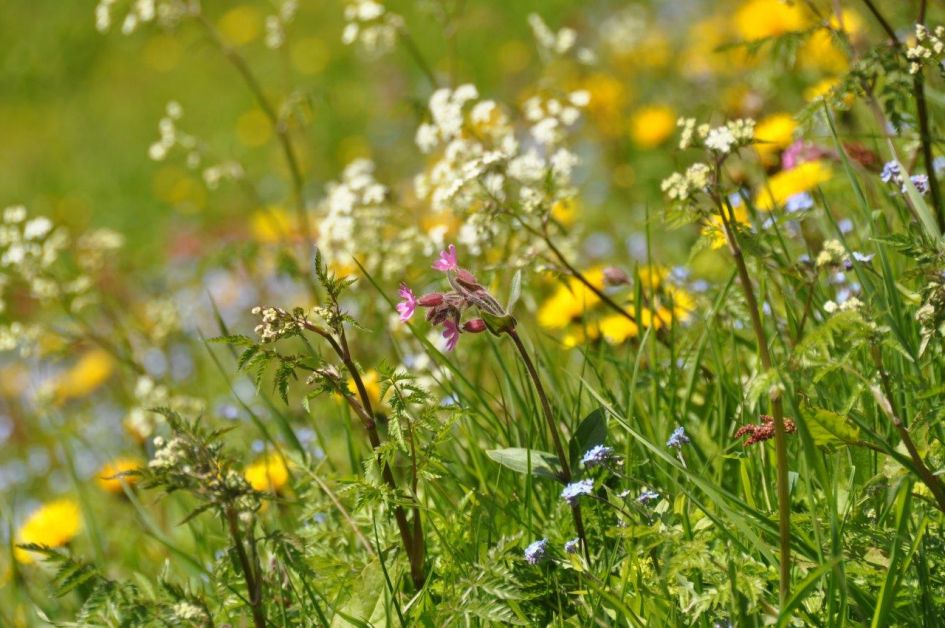 Veel bloemen - Planten - 