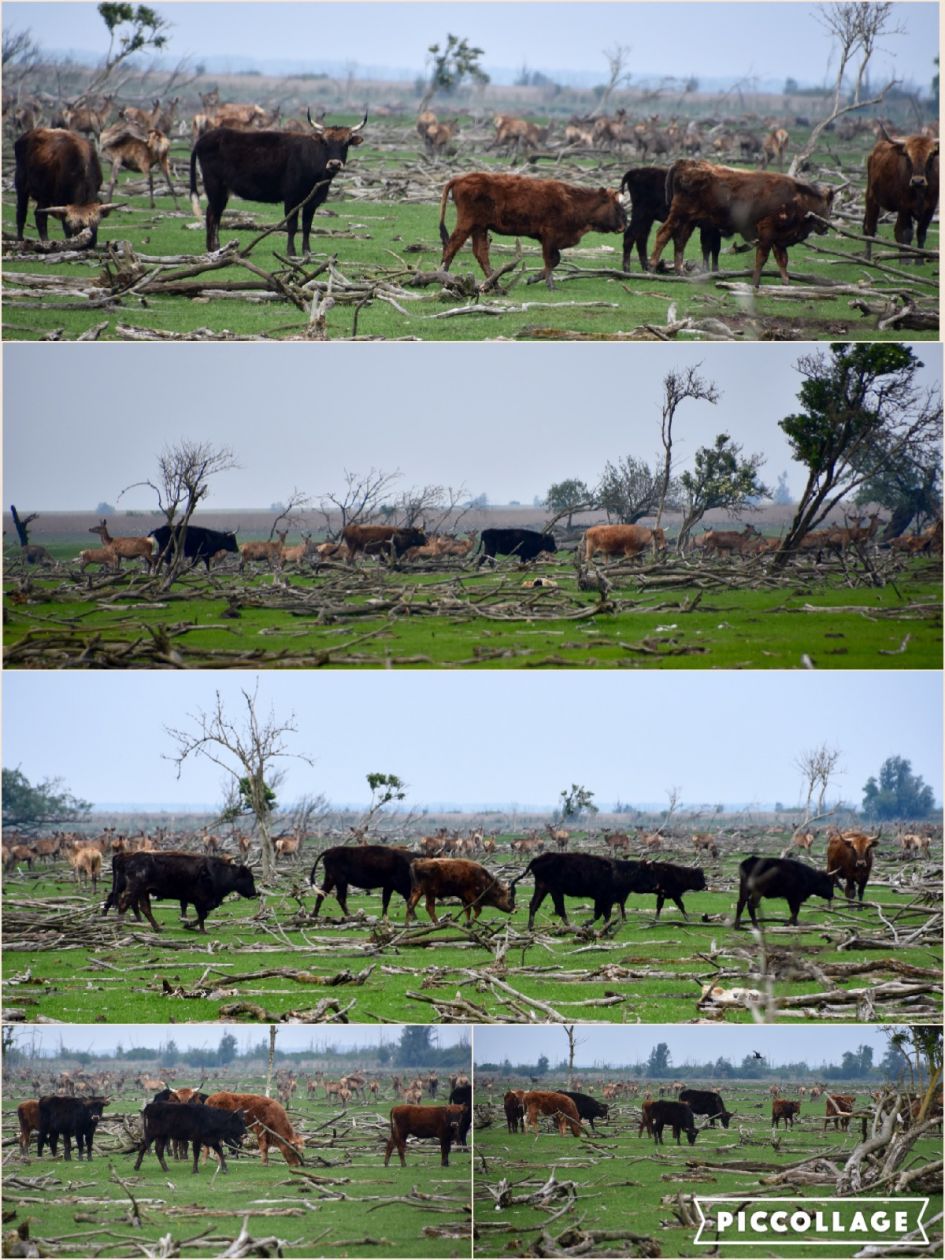 Collage heckrunderen - Zoogdieren - heckrunderen