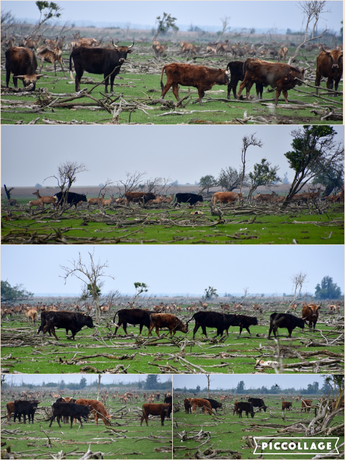 Collage heckrunderen