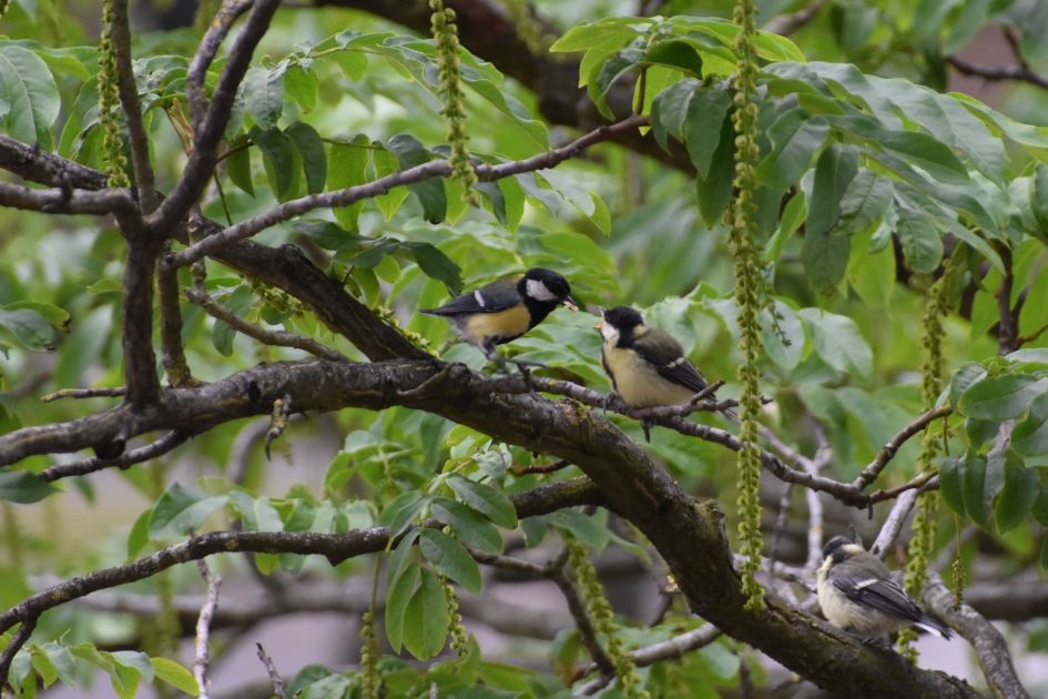 Voeren - Vogels - Koolmees