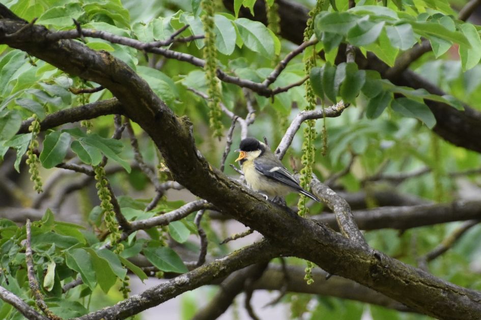 Honger - Vogels - Koolmees