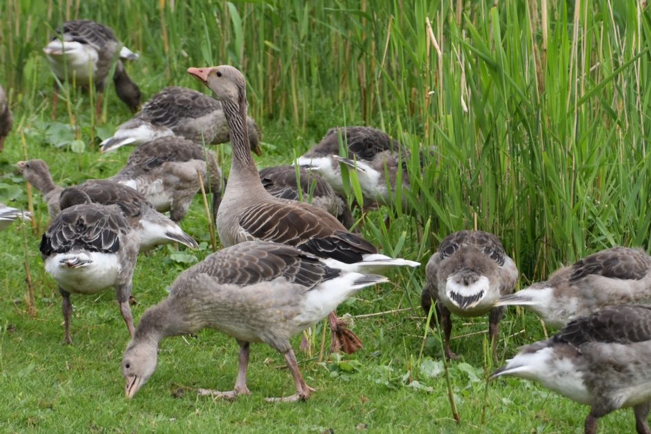 Grauwe ganzen - Vogels - Grauwe gans