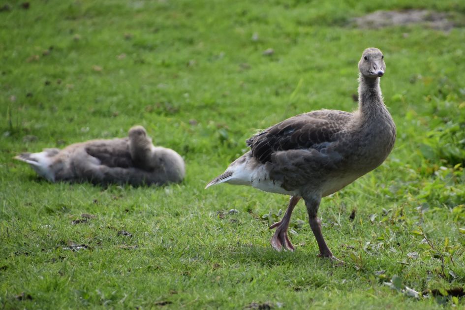 Jonge grauwe gans - Vogels - Grauwe gans