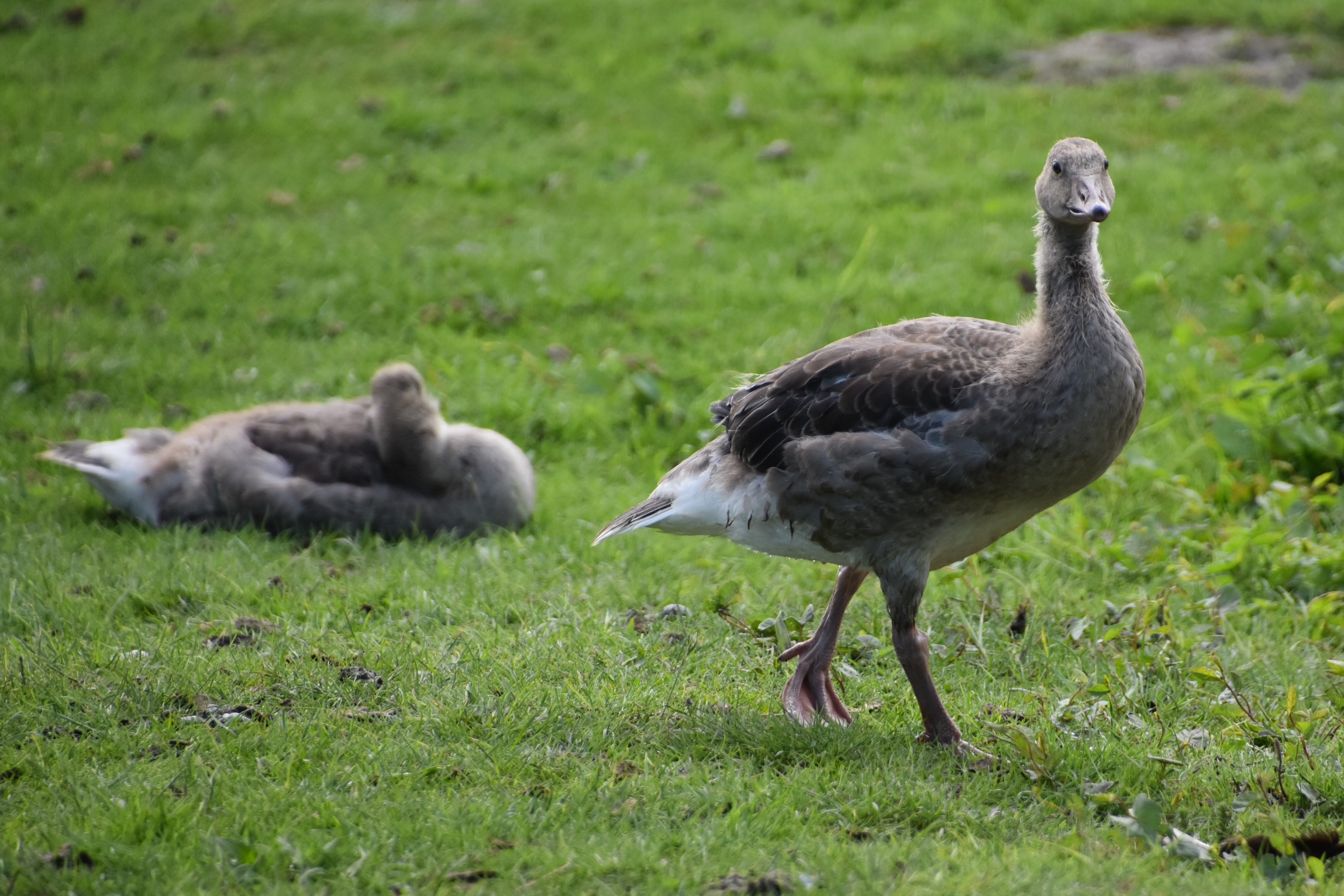 Jonge grauwe gans