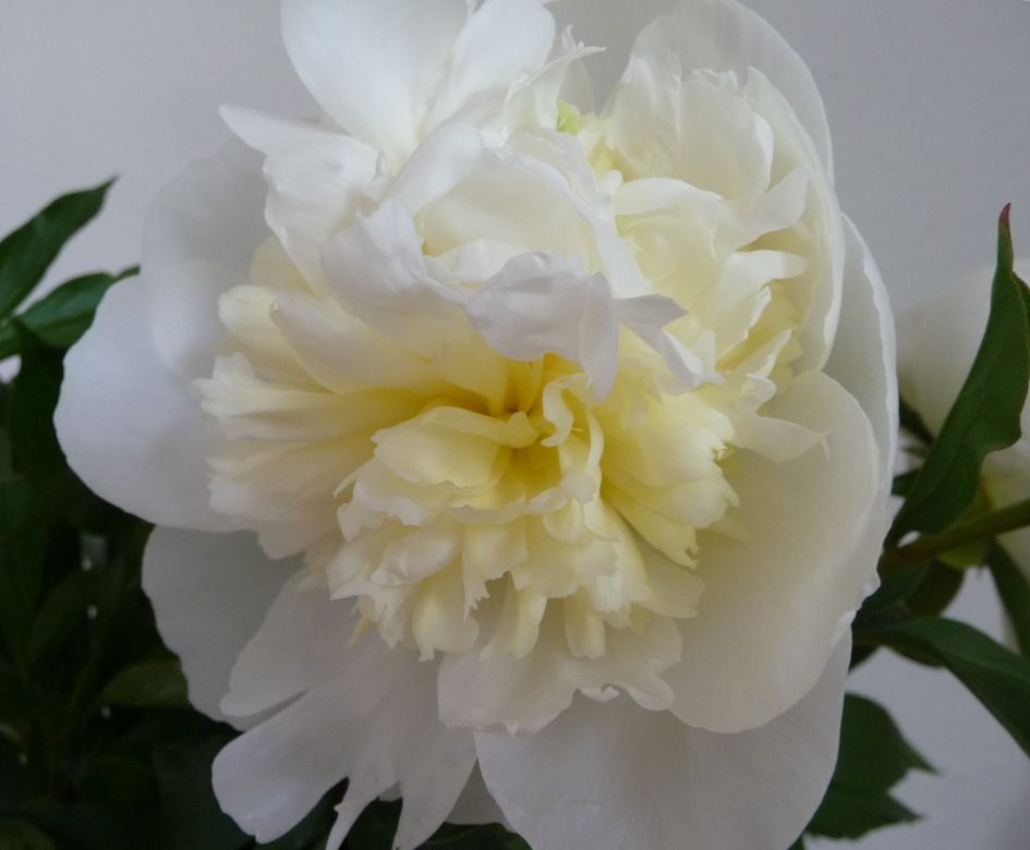 Pioenroos - Planten - Pioenroos