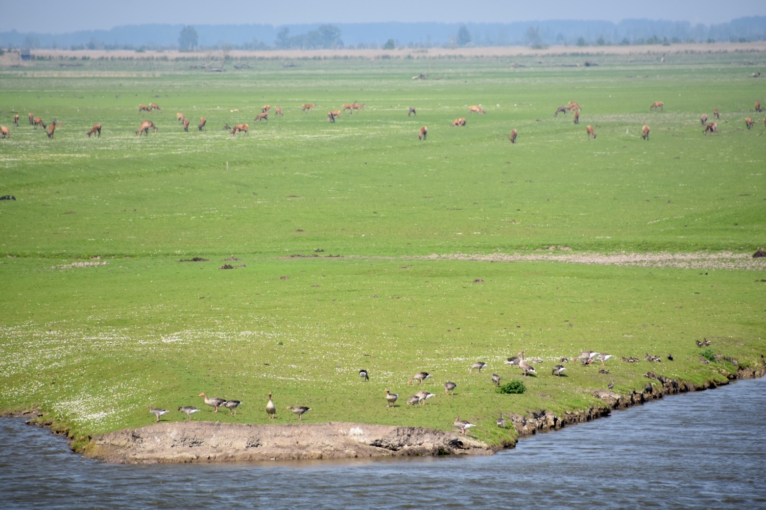 Oostvaardersplassen
