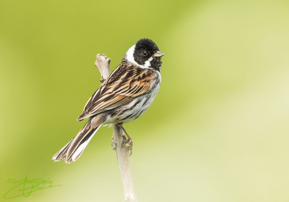 Rietgors - Vogels - Rietgors