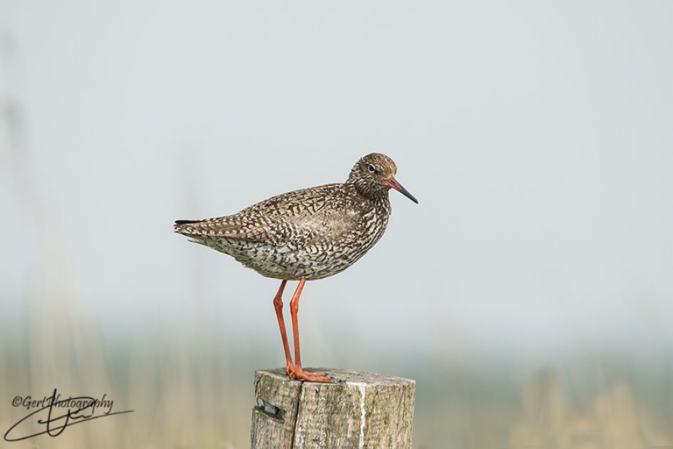 Tureluur - Vogels - Tureluur