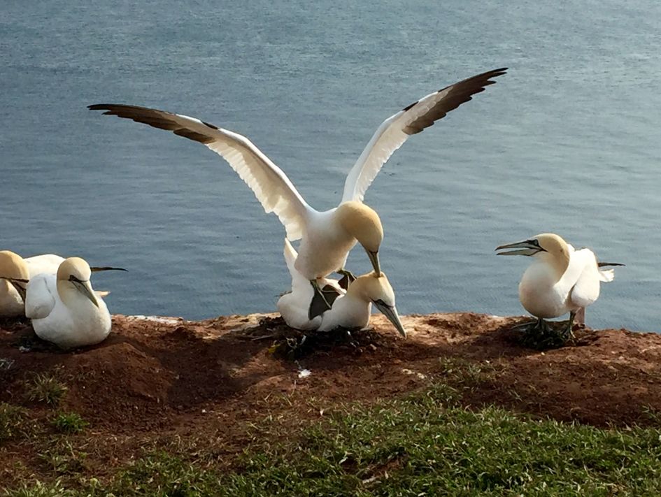 Jan van Gent - Vogels - Jan van Gent