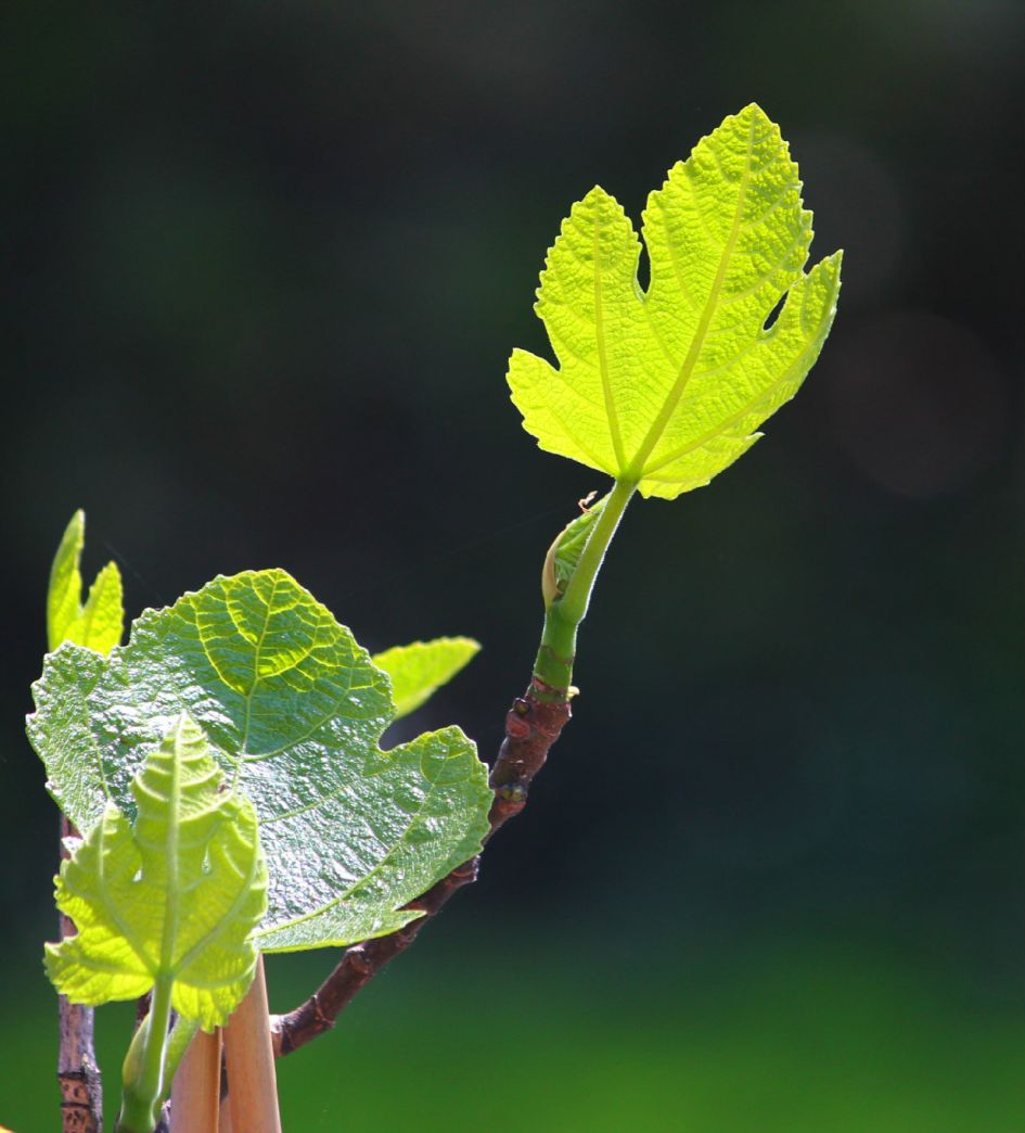 Vijg - Planten - Vijg