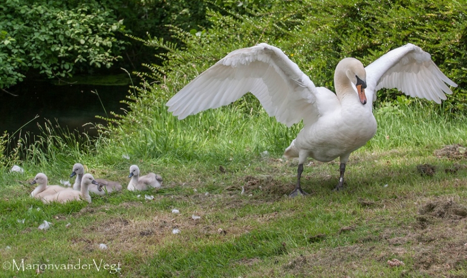 Imposante familie - Vogels - Zwanen