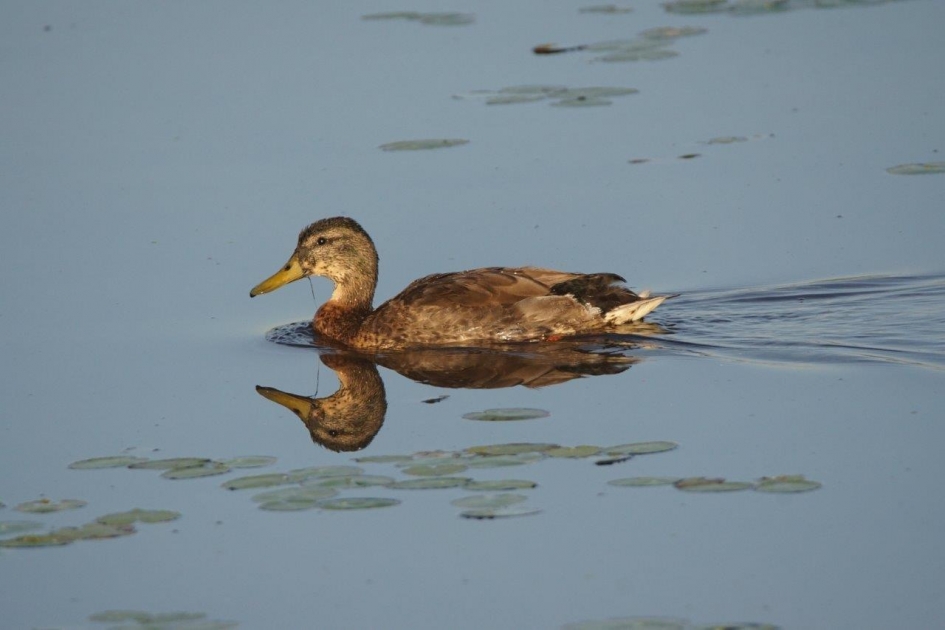 In de boerensloot - Vogels - Eeend