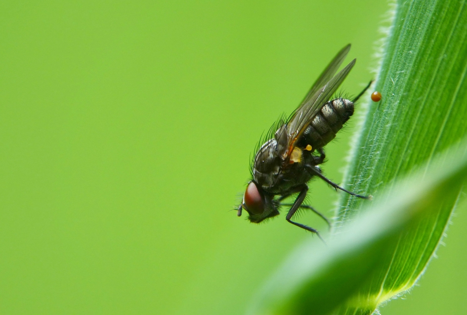 In het groen - Geleedpotigen - vlieg