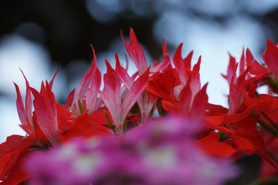 In vuur en vlam - Planten - Gerenium