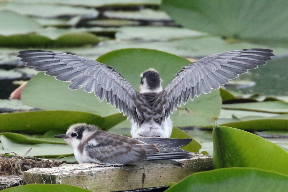 Ja, doe maar dik... - Vogels - 