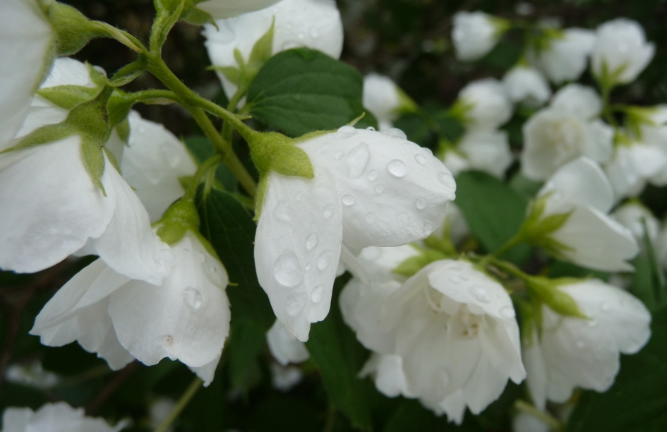 Jasmijn - Planten - Jasmijn
