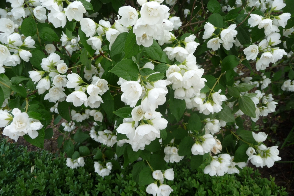 Jasmijn - Planten - Jasmijn