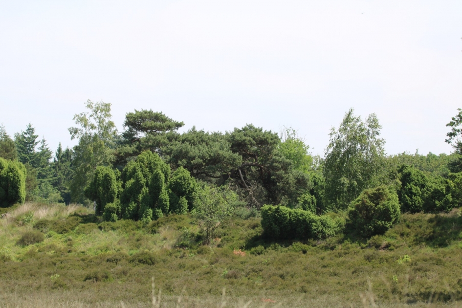 Jeneverbessenstruiken - Planten - 