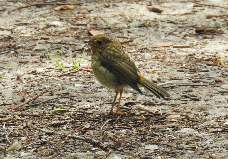 Jong roodborstje - Vogels - 