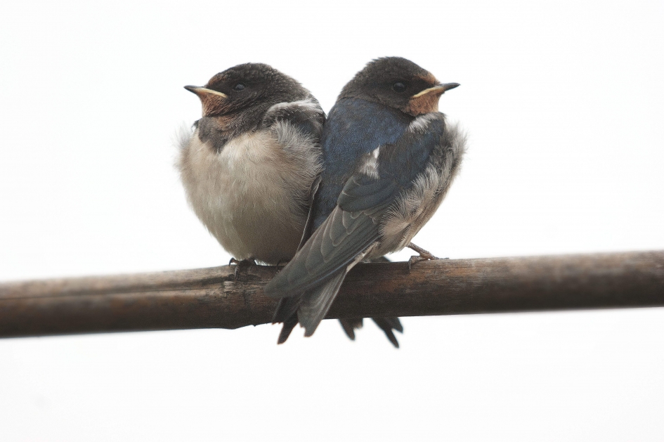 Jonge boerenzwaluwen - Vogels - Boerenzwaluw