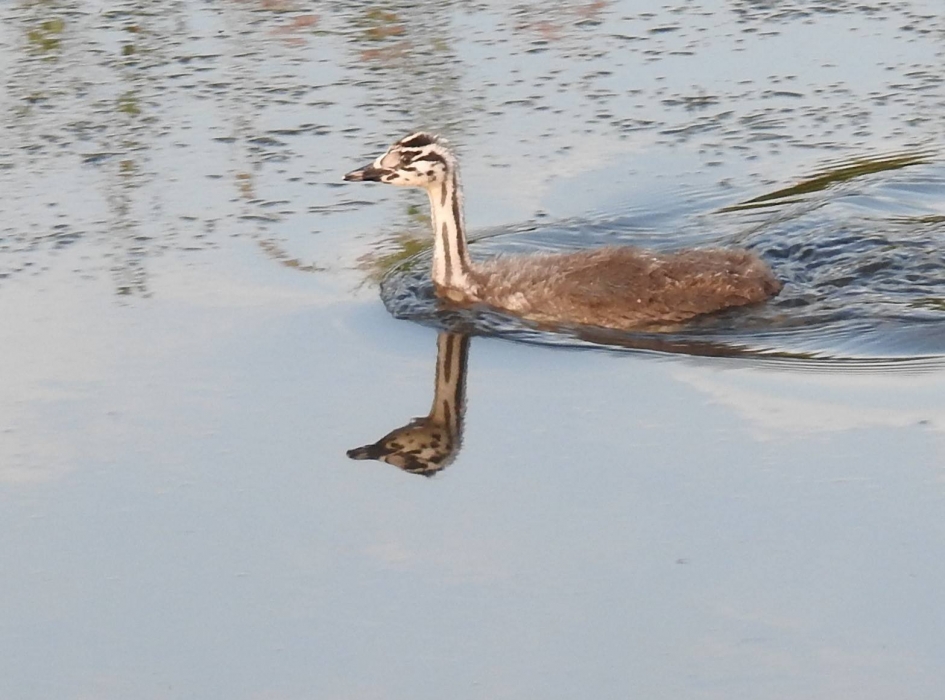 Jonge fuut - Vogels - 