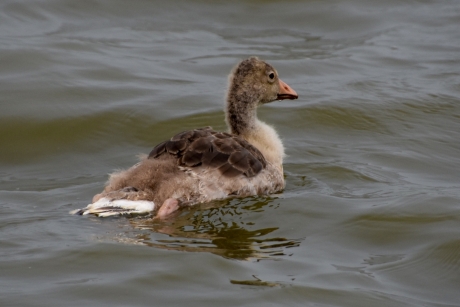 Jonge grauwe gans