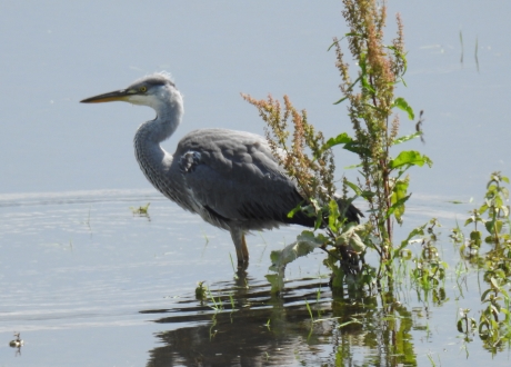 Jonge reiger