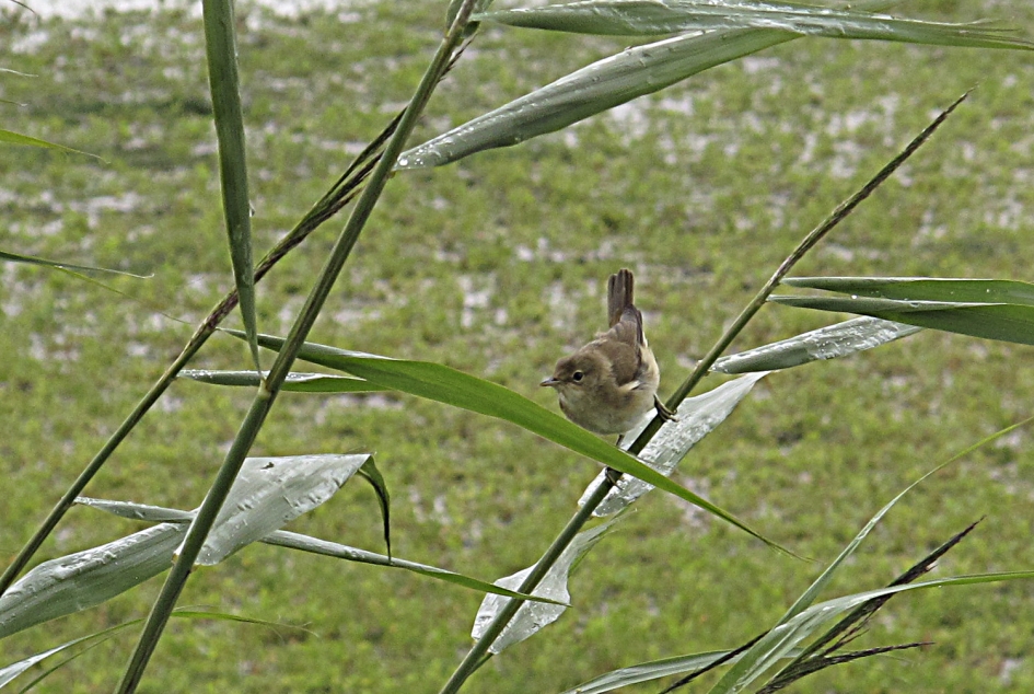 jonge rietzanger - Vogels - Rietzanger