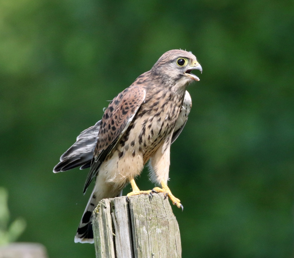 Jonge torenvalk - Vogels - 